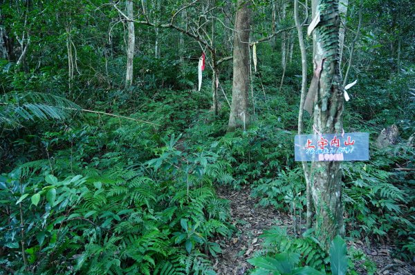 桃園 復興 上宇內山、南插天山2339565