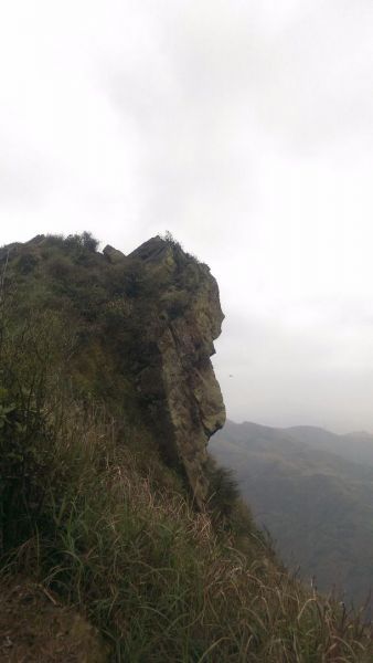 黃金三稜(無耳茶壺山-半平山-燦光寮山)284377