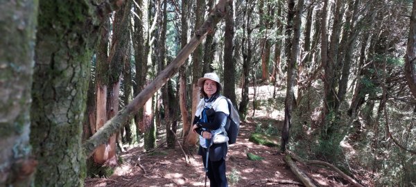 塔塔加五連峰2831433