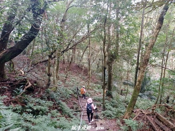 【新竹竹東】五指山登山步道3004813
