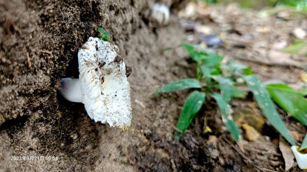 田薯O型連走(田寮山、毬子山、水頭排山、鎮石山、薯園山)全紀錄2289662