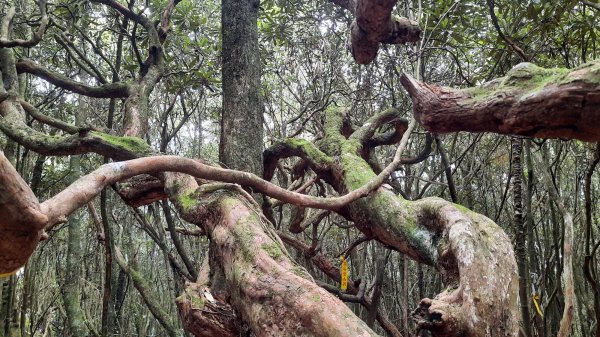 《台中》魔幻杜鵑林｜橫嶺山沙蓮山O型