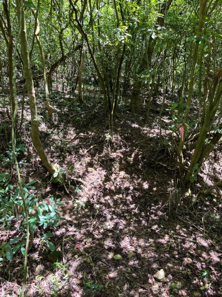 戶亞宇山基點峰-戶亞宇山主峰 2025.6.152815042