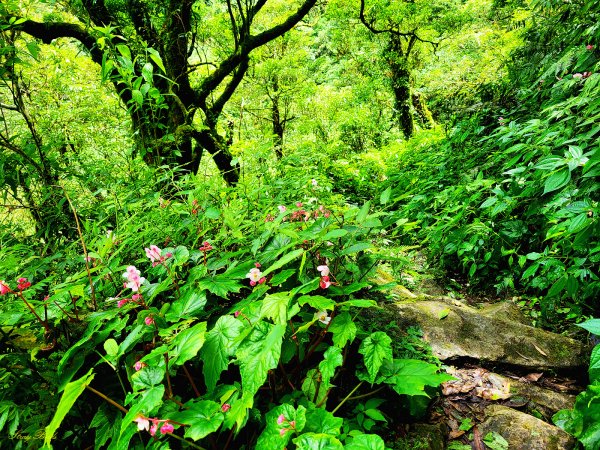 【盛夏消暑步道】桶後越嶺古道1739514