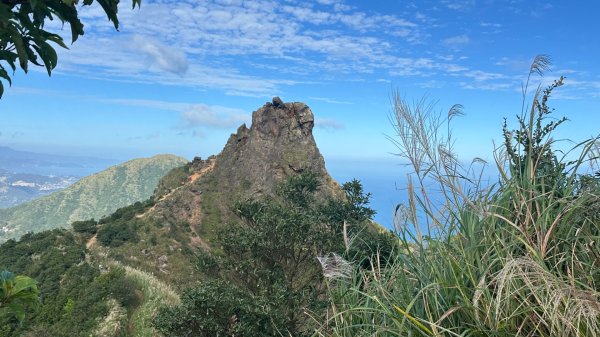 黃金三稜賞芒花2950874