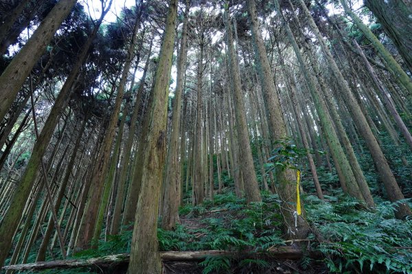 苗栗 泰安 洗水山2399063