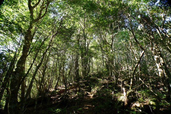 新竹 尖石 屯野生台山、石麻達山、錦屏山2904267