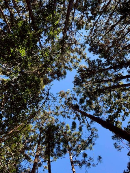 🌈11/15（六）松鶴上八仙山下森林遊樂區✨FB：熊熊趴爬走🌈2937668