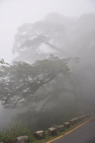 鹿林山麟趾山的小確幸2985