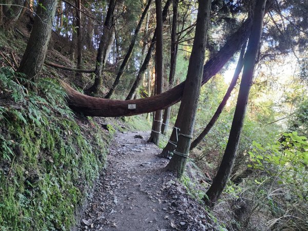 檜山巨木森林步道2394996