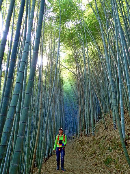 竹林饗宴--瑞太古道登雲戴山順走九芎坪山493560