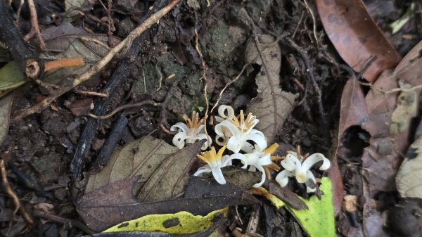 陽明山最涼爽的步道，陽明山五連瀑布，草山觀瀑吊橋，草山瀑布，大屯瀑布，小隱潭瀑布，白雲瀑布，翠峰瀑布2810273