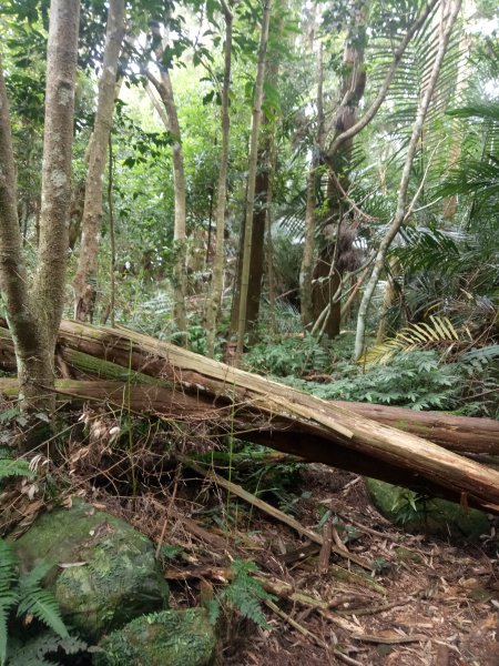 大坪林道之紅毛山無名山Ｏ型走1841904