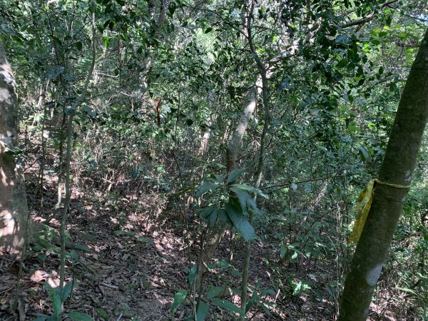 20251122高雄竹山口山2945310