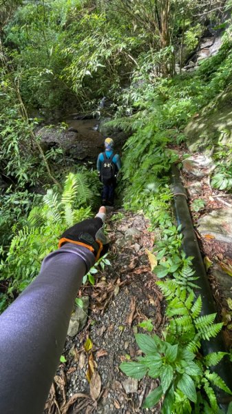 烏來西坑林道/探勘派出護管所彈藥庫遺址至獅坑橋2576279