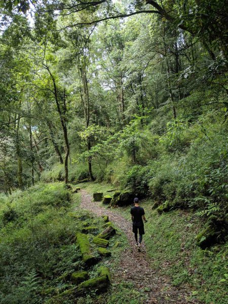 觀霧榛山登山步道912660