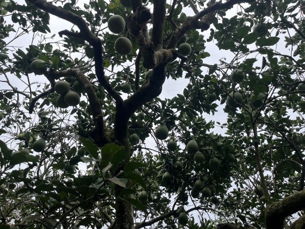 [皮皮獅探險隊-04/10] 2025_0706 三段崎古道2831759