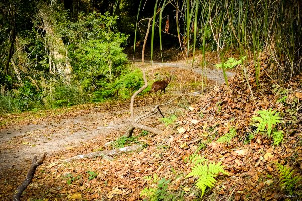 [冬訪大霸聖山岳參行]-大鹿林道東線榆金楓紅與九九山莊精選輯2974721