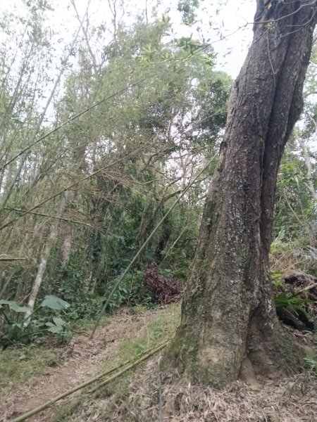 枕頭山-枕頭山西峰2733959
