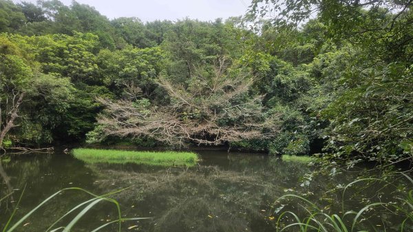 20250719遠景古道-雞母嶺古道(雞母嶺街-三叉港-土地公嶺山-雙澳崙)2841148