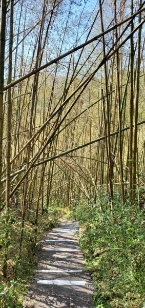 2025-01-30迷糊步道2704435