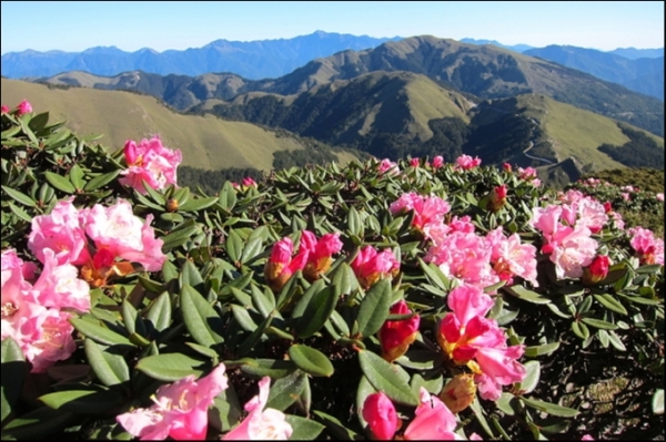 【南投】合歡東峰賞花行