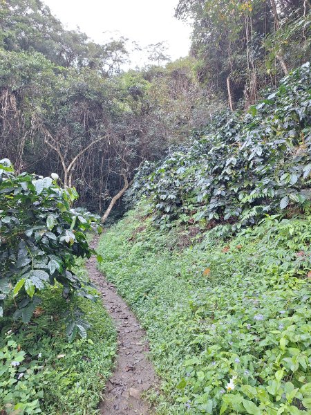 谷關蝴蝶谷瀑布202511202940781