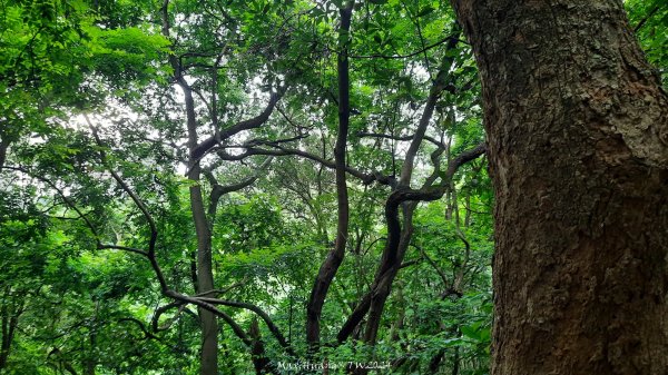 《彰化》西北雨後｜花壇大嶺巷步道群O繞202408242579750