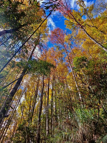 20241221 霞喀羅二天一夜露營賞楓2711961