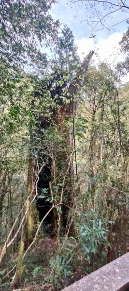 拉拉山國家森林遊樂區2752225