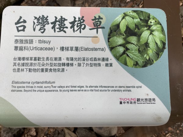 《雪山坑登山步道｜巨人之手森林秘境 Xueshankeng Hiking Trail & Giant2971095