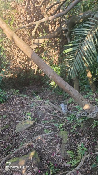 2025-0211造鎮_太極嶺_五城山小段攀爬路線2710730