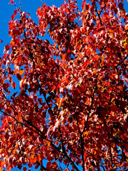 大雪山森林遊樂區賞楓2966054