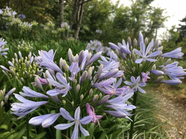 男子漢夢想成真之能高越嶺西段 奇萊南峰 南華山遊記383810