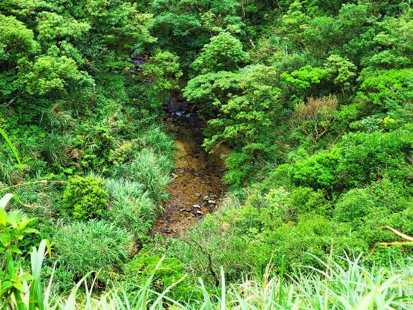 【盛夏消暑步道】桶後越嶺古道1739510