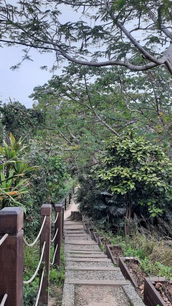 《台中》樹中有樹｜大坑步道6上7下O繞202502082708627