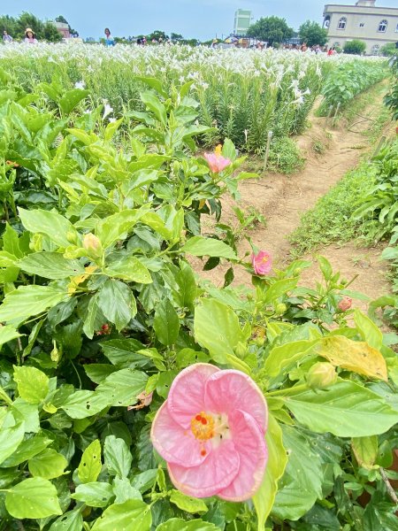 白千層鐵炮百合園、綠韻大道悠遊    2024.5.72498413