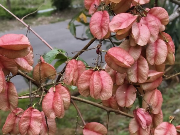 [漫遊縱谷 愛在花東-08/10] 2025_1012 林田山林業文化園區步道2913517