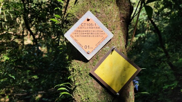 【中級山】插天山的奇幻世界，赫威山，赫威神木群步道2741325