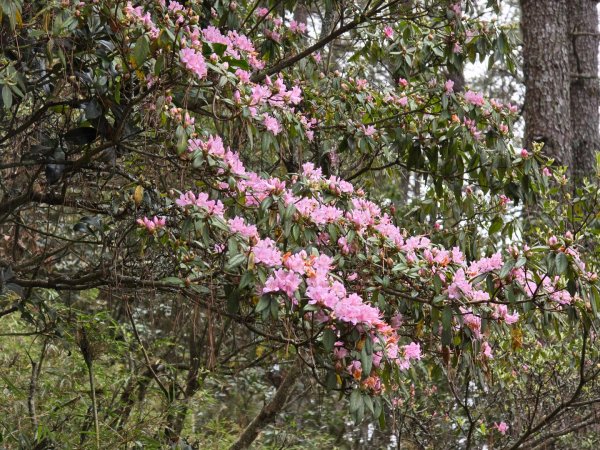 終於看到1000元背面的山景登頂玉山北峰／前峰2495828