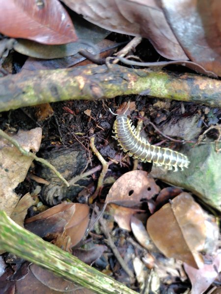 矢場谷山連走勃子山2804959