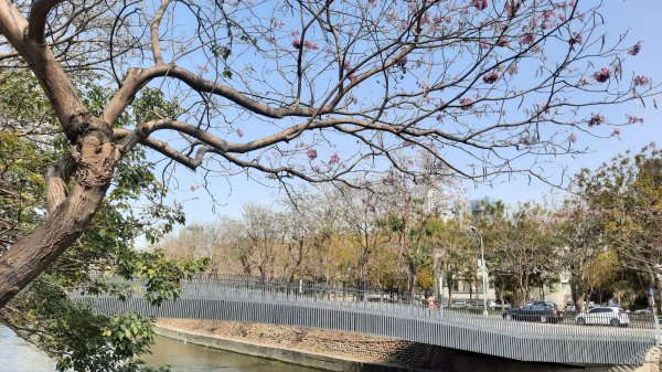 《台中》苦楝樹王｜潮洋溪惠來溪步道生態之旅202303-042124118