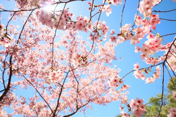 拉拉山的櫻花286522