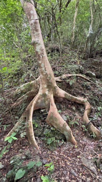月眉瀑布、白龍灘，林美石盤步道2659801