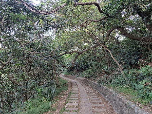 新竹鳳崎落日，司馬庫斯神木群，李崠山步道3131069