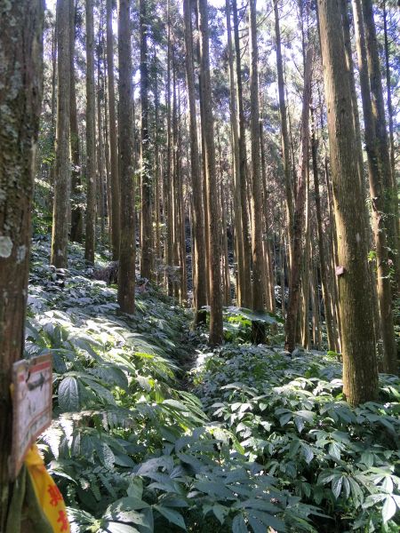 2018 03 10 南庄向天湖山步道284018