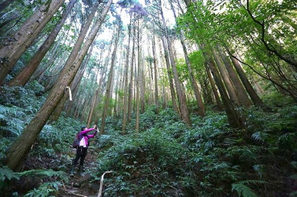 【南投】萬大林道登三來稜山