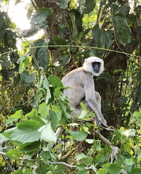 尼泊爾奇旺國家公園4天三夜2790897