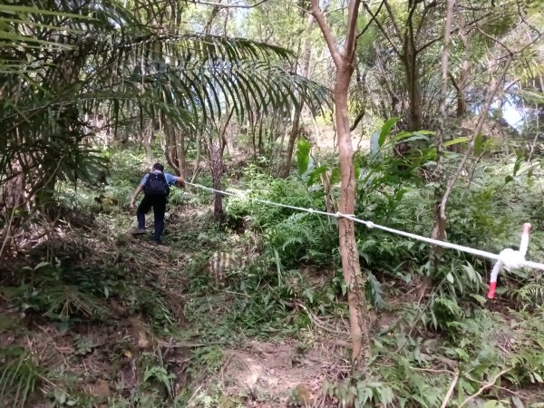 雙溪區內盤山坑古道+石硿子越嶺古道+盤山坑古道+過火坪古道O型2914384