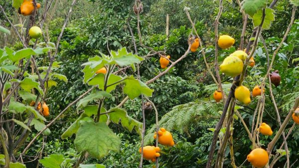 20260328赤玉o型3029882